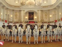 Spanish Riding School - Card